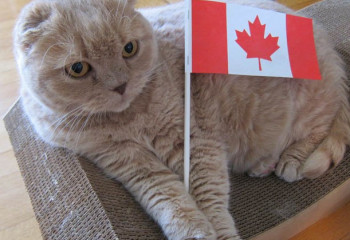加拿大貓咪的故事